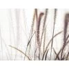 Red Roof Inn® Feather Grass 36wx24h Canvas Print