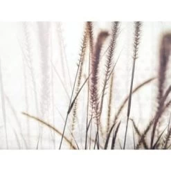 Red Roof Inn® Feather Grass 36wx24h Canvas Print