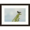 Clearwater Art Collection Spring Bird, Cool Scheme, Espresso Frame