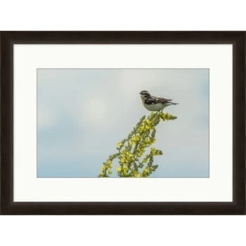 Clearwater Art Collection Spring Bird, Cool Scheme, Espresso Frame